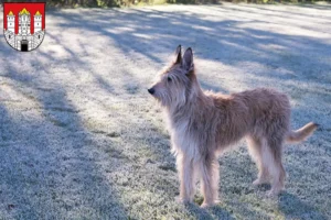 Lire la suite à propos de l’article Berger de Picardie éleveurs et chiots à Salzburg