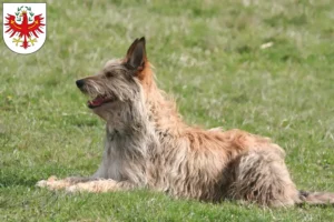 Lire la suite à propos de l’article Berger de Picardie éleveurs et chiots au Tyrol