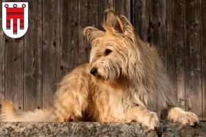 Lire la suite à propos de l’article Berger de Picardie éleveurs et chiots dans le Vorarlberg