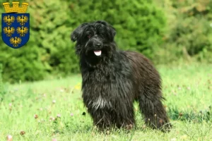 Lire la suite à propos de l’article Berger des Pyrénées éleveurs et chiots en Basse-Autriche