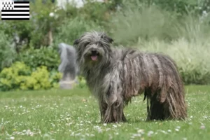 Lire la suite à propos de l’article Berger des Pyrénées éleveurs et chiots en Bretagne