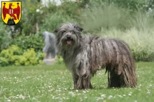 Lire la suite à propos de l’article Berger des Pyrénées éleveurs et chiots dans le Burgenland