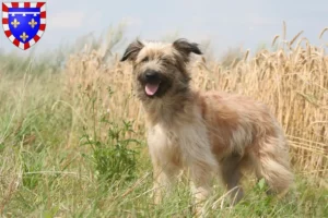 Lire la suite à propos de l’article Berger des Pyrénées éleveurs et chiots en Centre-Val de Loire