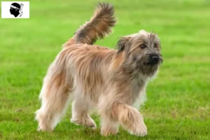 Lire la suite à propos de l’article Berger des Pyrénées éleveurs et chiots en Corse