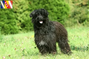 Lire la suite à propos de l’article Berger des Pyrénées éleveurs et chiots en Grand Est