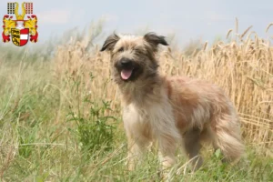 Lire la suite à propos de l’article Berger des Pyrénées éleveurs et chiots en Carinthie