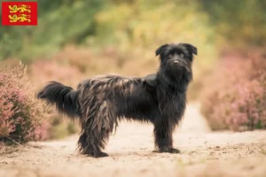 Lire la suite à propos de l’article Berger des Pyrénées éleveurs et chiots en Normandie