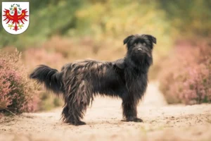 Lire la suite à propos de l’article Berger des Pyrénées éleveurs et chiots au Tyrol