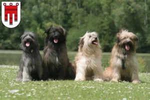 Lire la suite à propos de l’article Berger des Pyrénées éleveurs et chiots dans le Vorarlberg