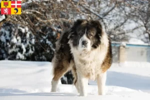 Lire la suite à propos de l’article Éleveurs de bergers du Caucase et chiots en Auvergne-Rhône-Alpes