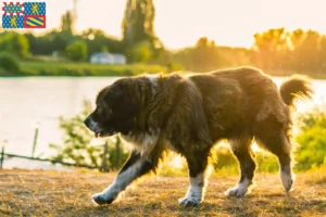 Lire la suite à propos de l’article Éleveurs de bergers du Caucase et chiots en Bourgogne-Franche-Comté