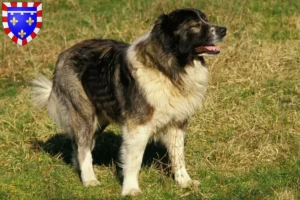 Lire la suite à propos de l’article Éleveurs de bergers caucasiens et chiots en Centre-Val de Loire