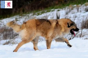 Lire la suite à propos de l’article Éleveurs de bergers du Caucase et chiots en Nouvelle-Aquitaine