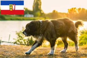 Lire la suite à propos de l’article Berger du Caucase éleveurs et chiots dans le Schleswig-Holstein