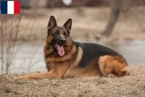 Lire la suite à propos de l’article Éleveurs de chiens de berger et chiots en Guadeloupe