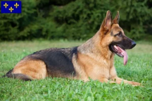 Lire la suite à propos de l’article Éleveurs de bergers allemands et chiots en Île-de-France