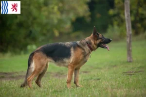 Lire la suite à propos de l’article Éleveurs de chiens de berger et chiots en Nouvelle-Aquitaine