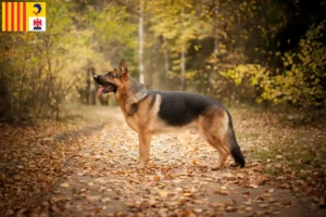 Lire la suite à propos de l’article Éleveurs de chiens de berger et chiots en Provence-Alpes-Côte d’Azur