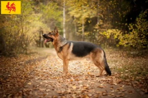 Lire la suite à propos de l’article Éleveurs de chiens de berger et chiots en Région wallonne