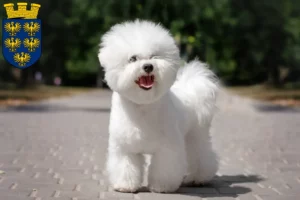 Lire la suite à propos de l’article Éleveurs de Bichon Frisé et chiots en Basse-Autriche