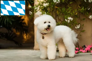 Lire la suite à propos de l’article Éleveurs de Bichon Frisé et chiots en Bavière