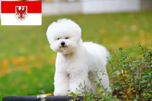 Lire la suite à propos de l’article Éleveurs de Bichon Frisé et chiots dans le Brandebourg