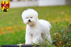 Lire la suite à propos de l’article Éleveurs de Bichon Frisé et chiots dans le Burgenland