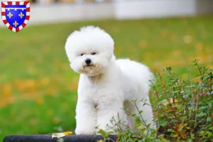 Lire la suite à propos de l’article Éleveurs de Bichon Frisé et chiots en Centre-Val de Loire