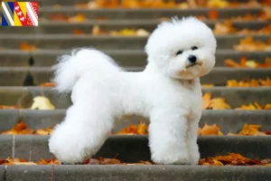 Lire la suite à propos de l’article Éleveurs de Bichon Frisé et chiots dans le Grand Est