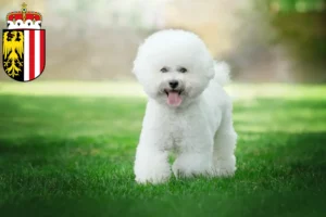 Lire la suite à propos de l’article Éleveurs de Bichon Frisé et chiots en Haute-Autriche