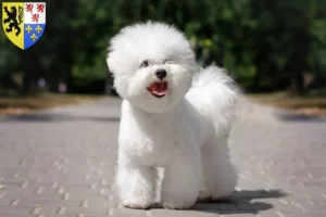 Lire la suite à propos de l’article Éleveurs de Bichon Frisé et chiots en Hauts-de-France