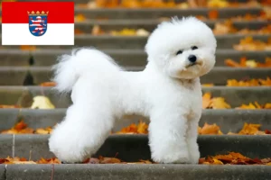 Lire la suite à propos de l’article Éleveurs de Bichon Frisé et chiots en Hesse