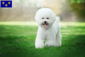 Lire la suite à propos de l’article Éleveurs de Bichon Frisé et chiots en Île-de-France