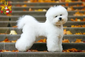 Lire la suite à propos de l’article Éleveurs de Bichon Frisé et chiots en Carinthie