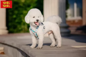 Lire la suite à propos de l’article Éleveurs de Bichon Frisé et chiots en Normandie