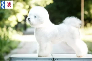 Lire la suite à propos de l’article Éleveurs de Bichon Frisé et chiots en Nouvelle-Aquitaine