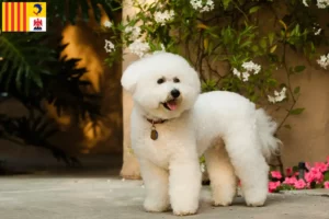 Lire la suite à propos de l’article Éleveurs de Bichon Frisé et chiots en Provence-Alpes-Côte d’Azur