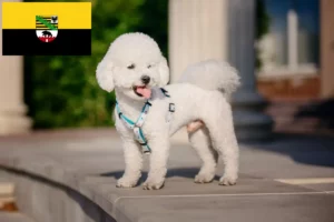 Lire la suite à propos de l’article Éleveurs de Bichon Frisé et chiots en Saxe-Anhalt