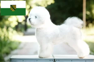 Lire la suite à propos de l’article Éleveurs de Bichon Frisé et chiots en Saxe