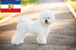 Lire la suite à propos de l’article Éleveurs de Bichon Frisé et chiots en Schleswig-Holstein