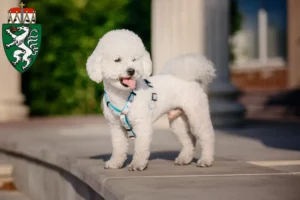 Lire la suite à propos de l’article Éleveurs de Bichon Frisé et chiots en Styrie