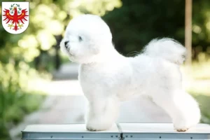 Lire la suite à propos de l’article Éleveurs de Bichon Frisé et chiots au Tyrol