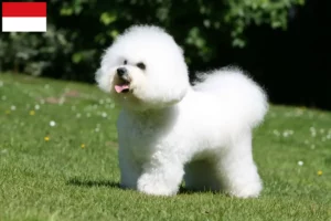 Lire la suite à propos de l’article Éleveurs de Bichon Frisé et chiots à Vienne