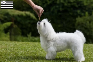 Lire la suite à propos de l’article Éleveurs de bichons maltais et chiots en Bretagne