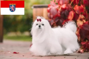 Lire la suite à propos de l’article Éleveurs de bichons maltais et chiots en Hesse