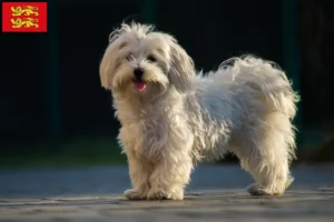 Lire la suite à propos de l’article Éleveurs de bichons maltais et chiots en Normandie