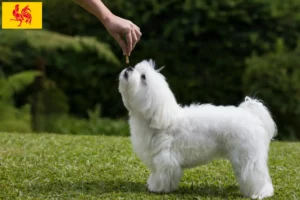 Lire la suite à propos de l’article Éleveurs de bichons maltais et chiots en Région wallonne