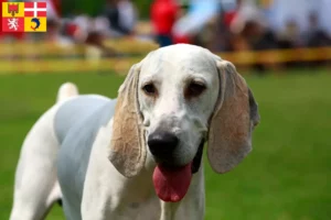 Lire la suite à propos de l’article Billy Éleveurs et chiots en Auvergne-Rhône-Alpes