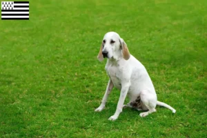 Lire la suite à propos de l’article Éleveurs de Billy et chiots en Bretagne