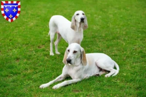 Lire la suite à propos de l’article Billy Éleveurs et chiots en Centre-Val de Loire